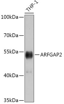 ARFGAP2 Rabbit Polyclonal Antibody