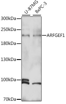 ARFGEF1 Rabbit Polyclonal Antibody