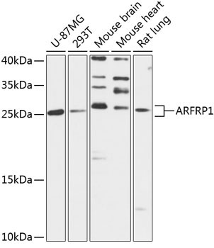 ARFRP1 Rabbit Polyclonal Antibody