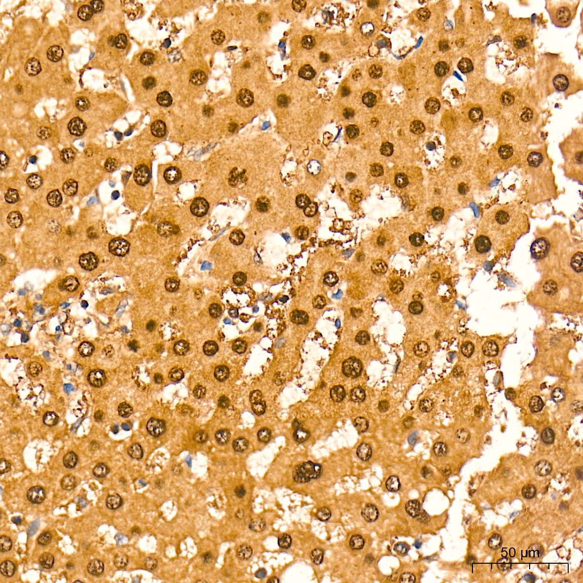 Arginase 1 (ARG1) Rabbit Polyclonal Antibody - Image 3