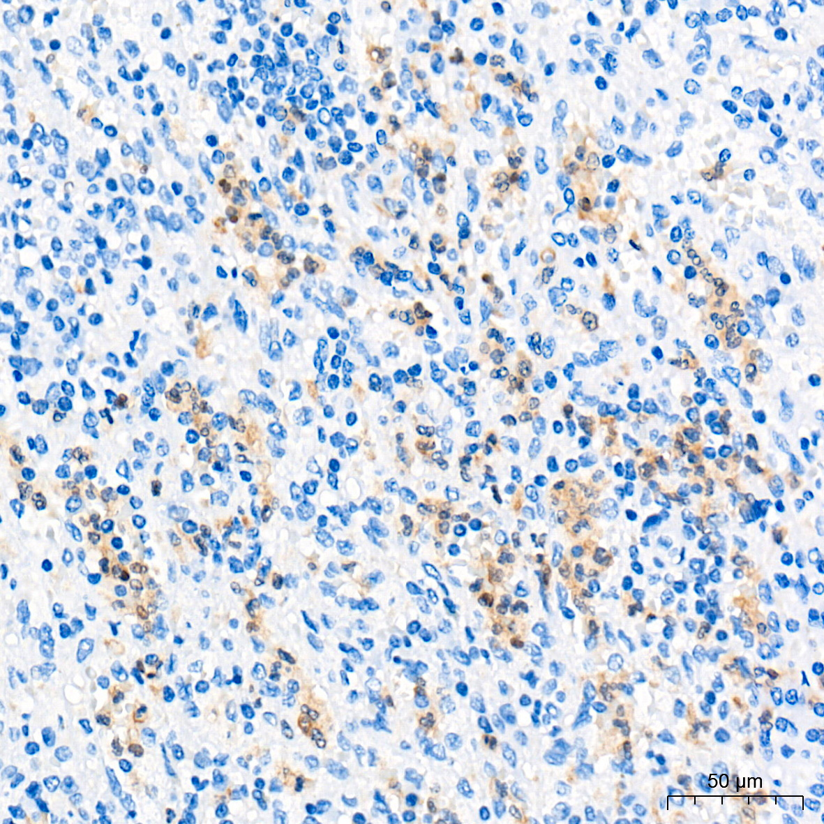 Arginase 1 (ARG1) Rabbit Polyclonal Antibody - Image 4