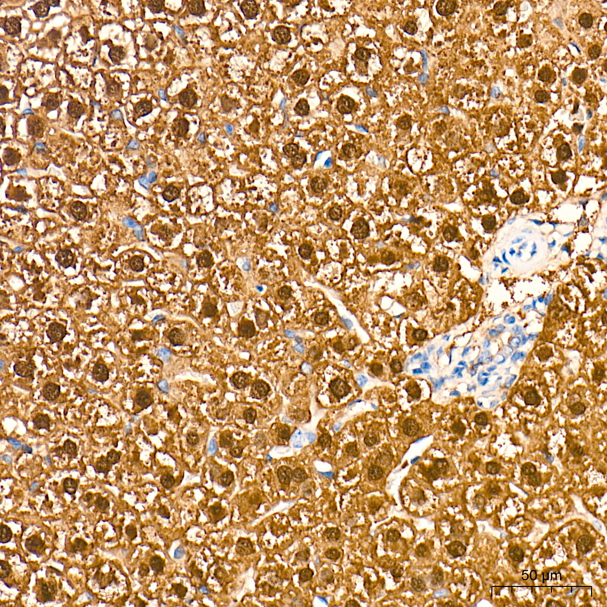 Arginase 1 (ARG1) Rabbit Polyclonal Antibody - Image 5