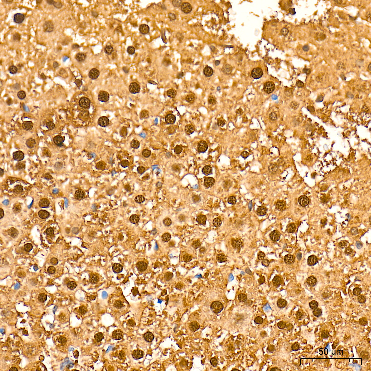 Arginase 1 (ARG1) Rabbit Polyclonal Antibody - Image 6