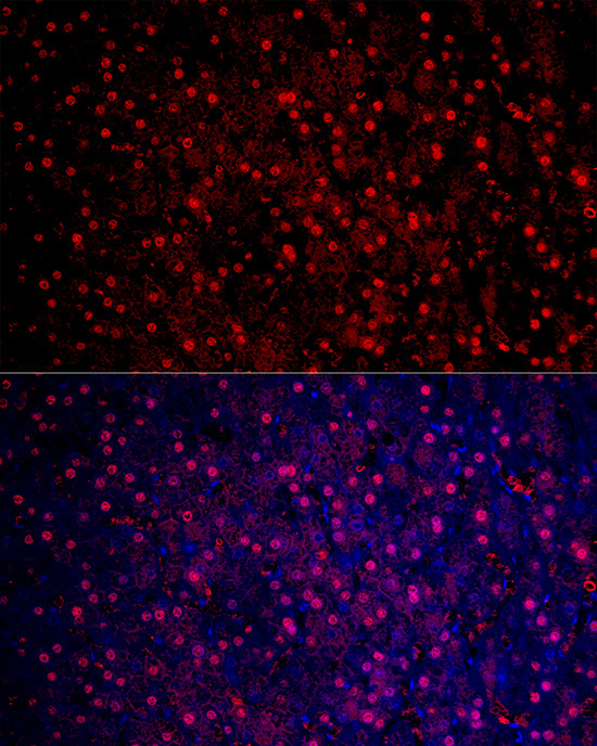Arginase 1 (ARG1) Rabbit Polyclonal Antibody - Image 7