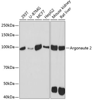 Argonaute-2 Rabbit Monoclonal Antibody