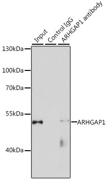ARHGAP1 Rabbit Polyclonal Antibody - Image 2