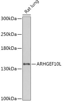 ARHGEF10L Rabbit Polyclonal Antibody