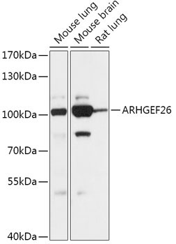 ARHGEF26 Rabbit Polyclonal Antibody