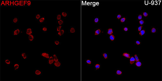 ARHGEF9 Rabbit Polyclonal Antibody