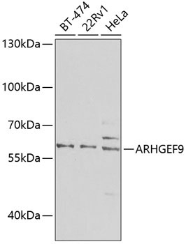 ARHGEF9 Rabbit Polyclonal Antibody