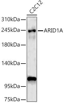 ARID1A Rabbit Polyclonal Antibody