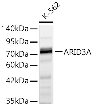 ARID3A Rabbit Polyclonal Antibody