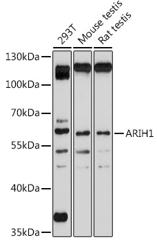 ARIH1 Rabbit Polyclonal Antibody