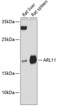 ARL11 Rabbit Polyclonal Antibody