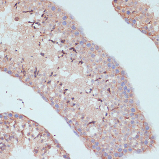 ARL4D Rabbit Polyclonal Antibody - Image 4