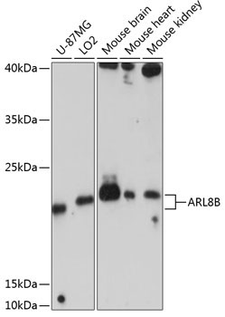 ARL8B Rabbit Polyclonal Antibody