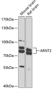 ARNT2 Rabbit Polyclonal Antibody