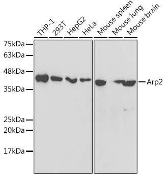 Arp2 Rabbit Polyclonal Antibody