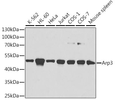 Arp3 Rabbit Polyclonal Antibody