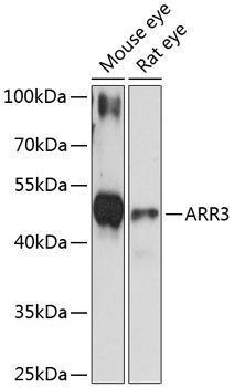 ARR3 Rabbit Polyclonal Antibody