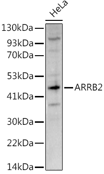 ARRB2 Rabbit Polyclonal Antibody