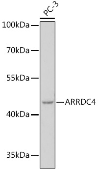ARRDC4 Rabbit Polyclonal Antibody