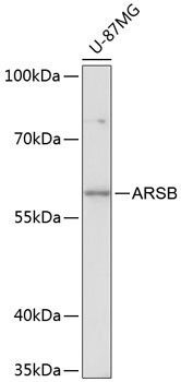 ARSB Rabbit Polyclonal Antibody