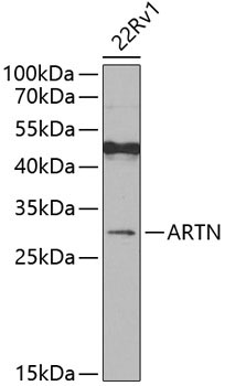 ARTN Rabbit Polyclonal Antibody