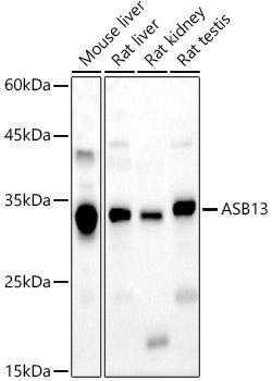 ASB13 Rabbit Polyclonal Antibody