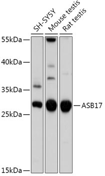 ASB17 Rabbit Polyclonal Antibody