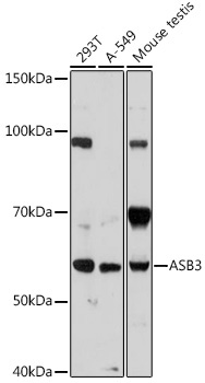 ASB3 Rabbit Polyclonal Antibody