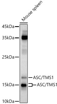 ASC/TMS1 Rabbit Polyclonal Antibody