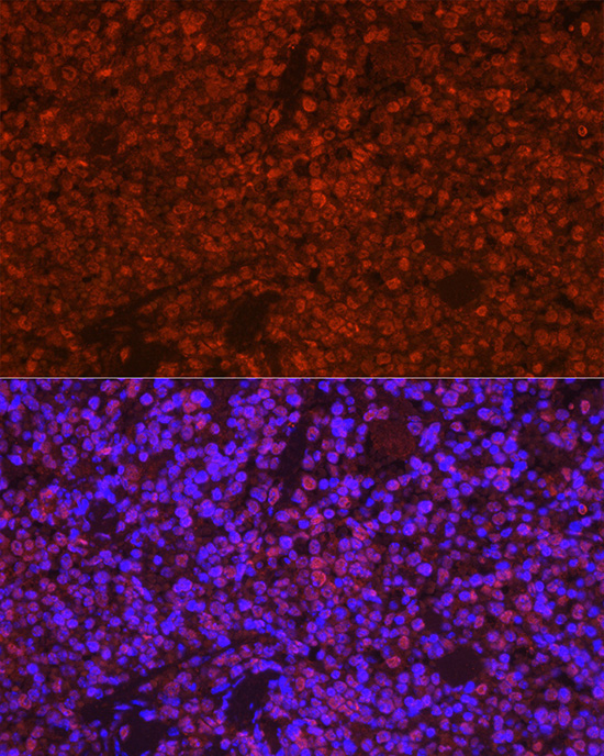 ASC/TMS1 Rabbit Polyclonal Antibody - Image 7