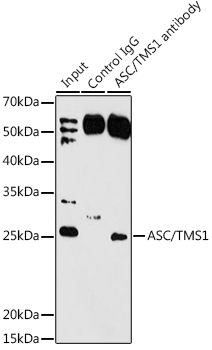 ASC/TMS1 Rabbit Polyclonal Antibody - Image 7