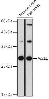 AscL1 Rabbit Polyclonal Antibody