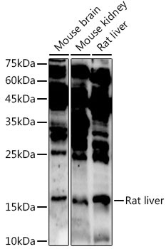 ASCL4 Rabbit Polyclonal Antibody