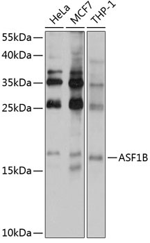 ASF1B Rabbit Polyclonal Antibody