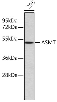 ASMT Rabbit Polyclonal Antibody