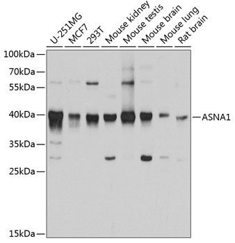 ASNA1 Rabbit Polyclonal Antibody