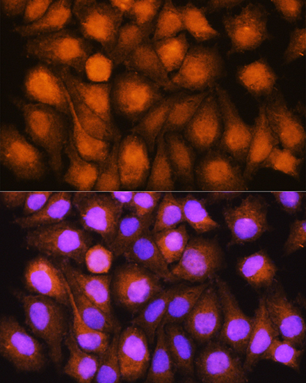ASNA1 Rabbit Polyclonal Antibody - Image 2