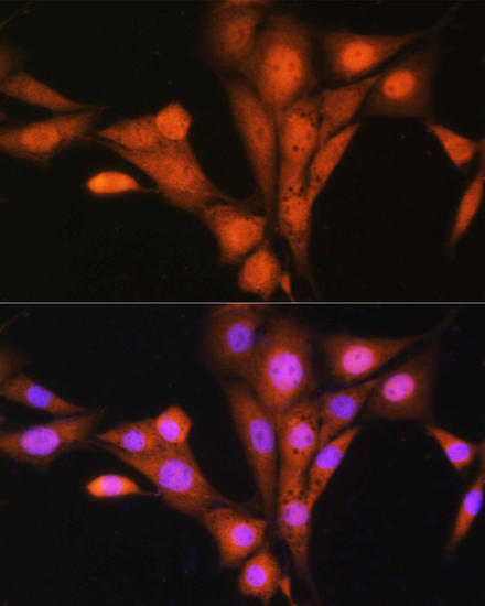 ASNA1 Rabbit Polyclonal Antibody - Image 3