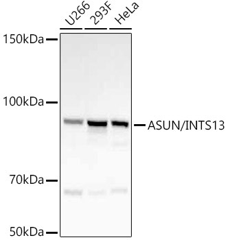 ASUN/INTS13 Rabbit Monoclonal Antibody
