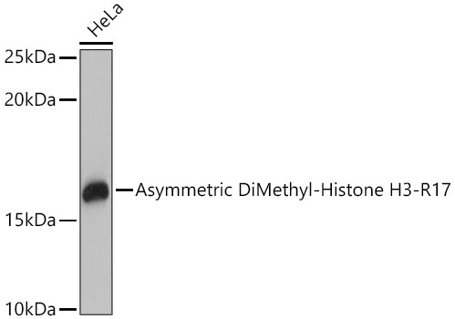 Asymmetric DiMethyl-Histone H3-R17 Rabbit Polyclonal Antibody