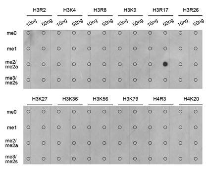Asymmetric DiMethyl-Histone H3-R17 Rabbit Polyclonal Antibody - Image 2