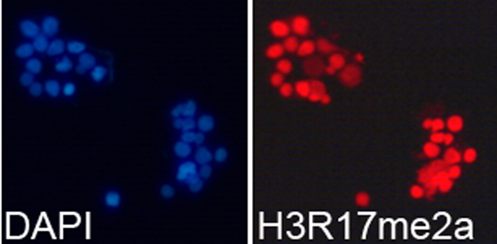 Asymmetric DiMethyl-Histone H3-R17 Rabbit Polyclonal Antibody - Image 3