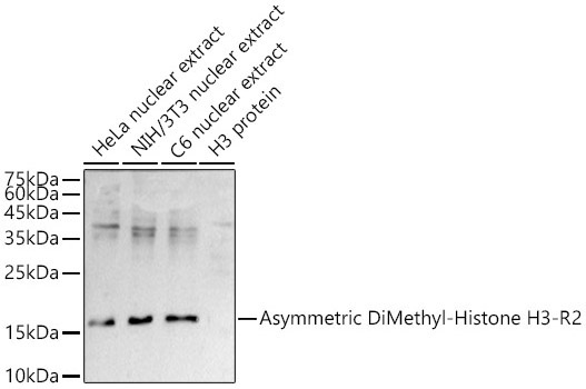 Asymmetric DiMethyl-Histone H3-R2 Rabbit Polyclonal Antibody