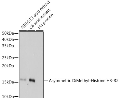 Asymmetric DiMethyl-Histone H3-R2 Rabbit Polyclonal Antibody