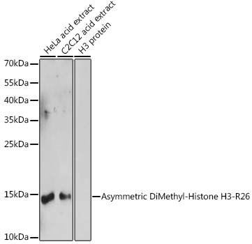 Asymmetric DiMethyl-Histone H3-R26 Rabbit Polyclonal Antibody