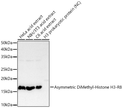 Asymmetric DiMethyl-Histone H3-R8 Rabbit Monoclonal Antibody