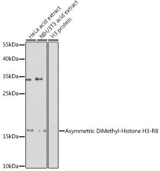 Asymmetric DiMethyl-Histone H3-R8 Rabbit Polyclonal Antibody